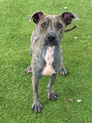 OSCAR, Pit Bull Terrier, young, available for adoption