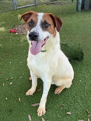 MURPHY, Australian Shepherd, adult, available for adoption