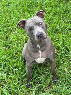 CHULA, Pit Bull Terrier, adult, available for adoption