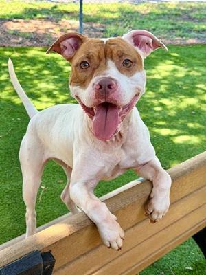 JULIE, American Pit Bull Terrier, adult, available for adoption
