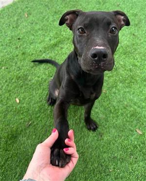 AXLE, Pit Bull Terrier, young, available for adoption