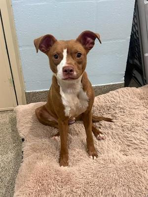ELLA, American Staffordshire Terrier, adult, available for adoption