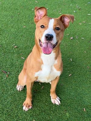 KING, Labrador Retriever, young, available for adoption