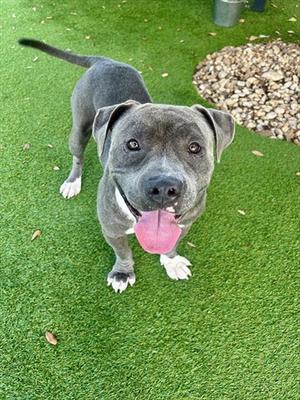 CHUKY, Pit Bull Terrier, adult, available for adoption