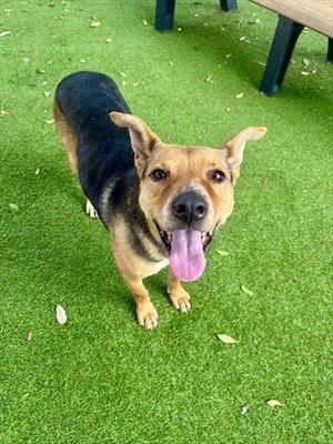CHIEF, German Shepherd Dog, adult, available for adoption