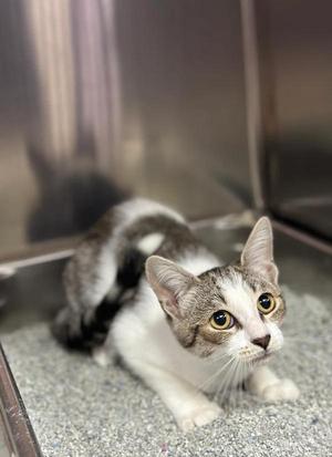 A gray and white cat with large, expressive eyes is sitting on a gray surface, possibly a litter box, with a metal container in the background.