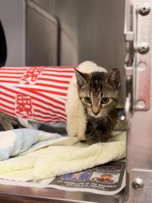Buffy, young, available for adoption