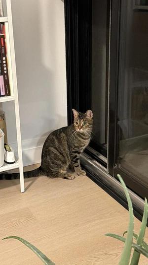 Automobile, adult, available for adoption