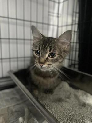 Vienna, adult, available for adoption