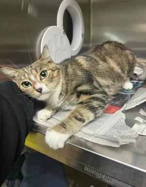 Spellbound, adult, available for adoption