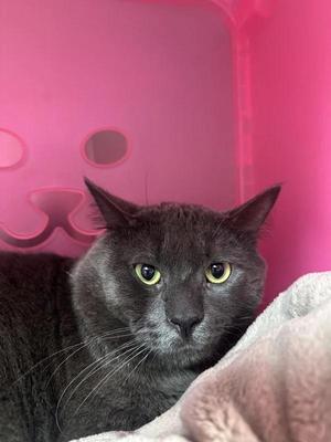 Luffy, adult, available for adoption