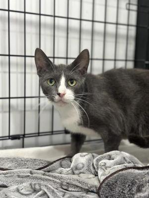 Cannes, adult, available for adoption