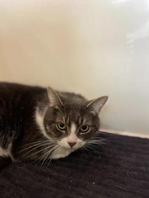 A gray and white cat with green eyes lying on a dark surface.