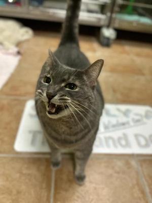 Crackers, senior, available for adoption