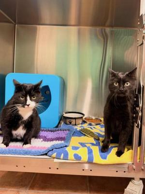 Cronus & Shiva (Bonded Pair), adult, available for adoption