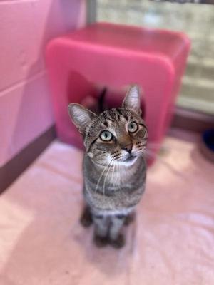 Slinky, adult, available for adoption