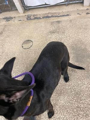 Amethyst, Mixed Breed, adult, available for adoption