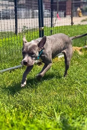 Baby Bell, Mixed Breed, adult, available for adoption