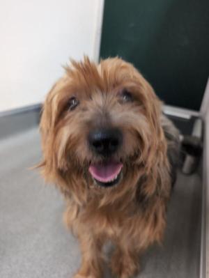 Apple Bottom Jeans, Mixed Breed, adult, available for adoption
