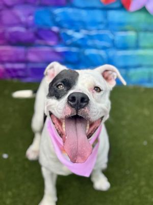Ariel, Mixed Breed, adult, available for adoption