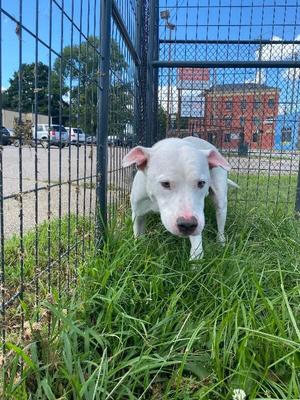 Abel, Mixed Breed, senior, available for adoption