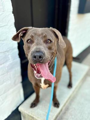 Balboa, Mixed Breed, adult, available for adoption