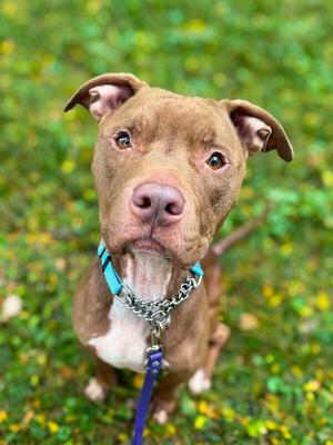 Baby Seal, Mixed Breed, adult, available for adoption