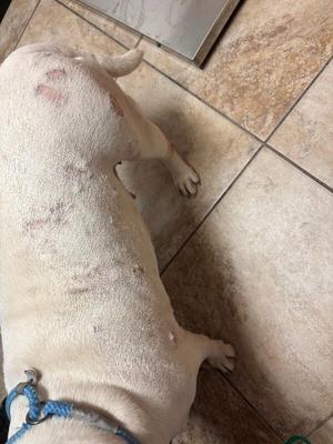 A white dog with a blue collar lying on a tiled floor.