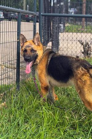 Apricot, Mixed Breed, adult, available for adoption