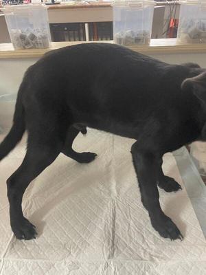 Astra, Mixed Breed, young, available for adoption
