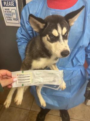 Avacyn, Husky, young, available for adoption