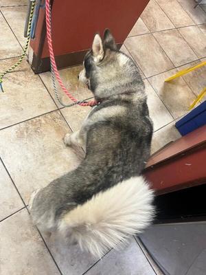 Andy Grammer, Siberian Husky, senior, available for adoption