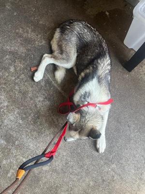 A dog lying on the ground, wearing a red harness and leash.