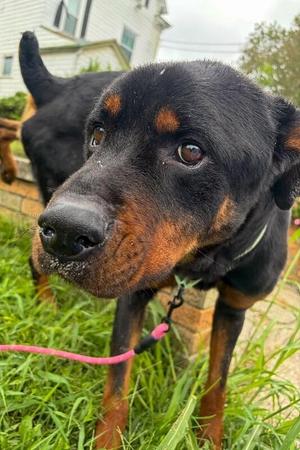 Atlas, Mixed Breed, adult, available for adoption