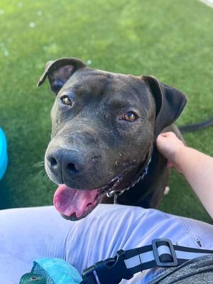 Aiden, Mixed Breed, adult, available for adoption