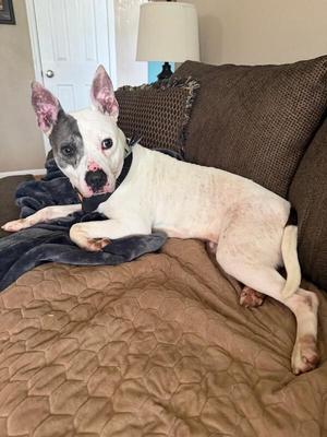 Anita, Mixed Breed, adult, available for adoption