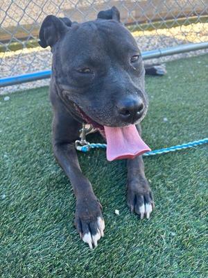 A black dog with a pink tongue sticking out, lying on green artificial grass.
