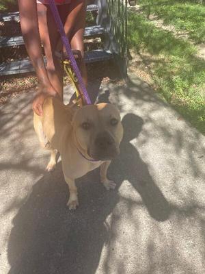 a brown dog on a leash being walked by a person