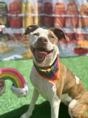 A happy dog wearing a rainbow bandana, sitting on a green surface with a rainbow toy in the foreground.