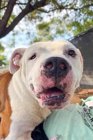 Avis, Mixed Breed, adult, available for adoption