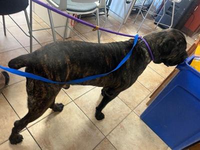 Antwon, Mixed Breed, adult, available for adoption