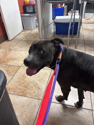 Alani, Mixed Breed, adult, available for adoption