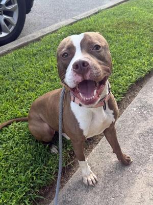 Baker, Mixed Breed, adult, available for adoption