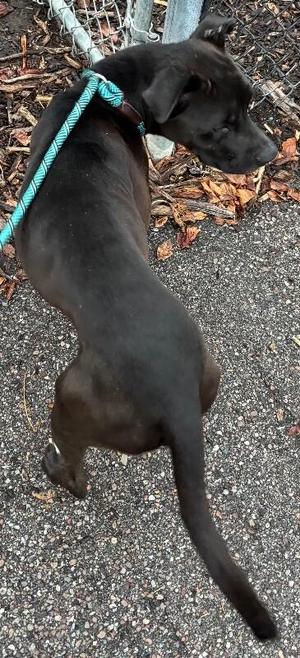 A black dog with a blue leash standing on a gravel surface.