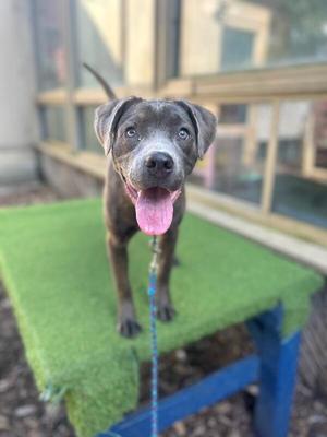 A happy dog with a blue collar and a pink tongue sticking out, standing on a green artificial turf platform.