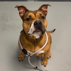 DOJA, Terrier, Pit Bull, adult, available for adoption