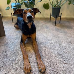 JAX in FOSTER, Pinscher, Doberman, adult, available for adoption