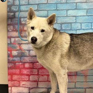 A white and gray dog standing in front of a colorful brick wall background.