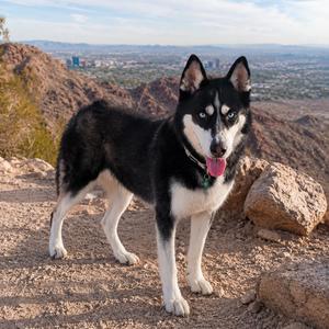 WINTER, Husky, Siberian, adult, available for adoption