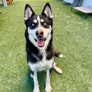 WINTER in FOSTER, Husky, Siberian, adult, available for adoption